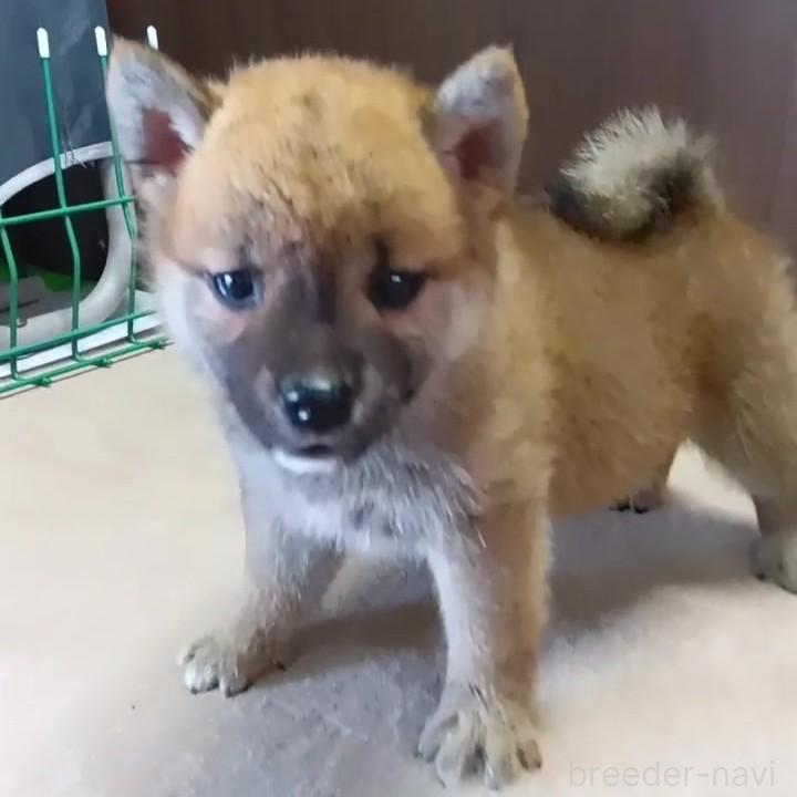 販売中の茨城県の柴犬-395677